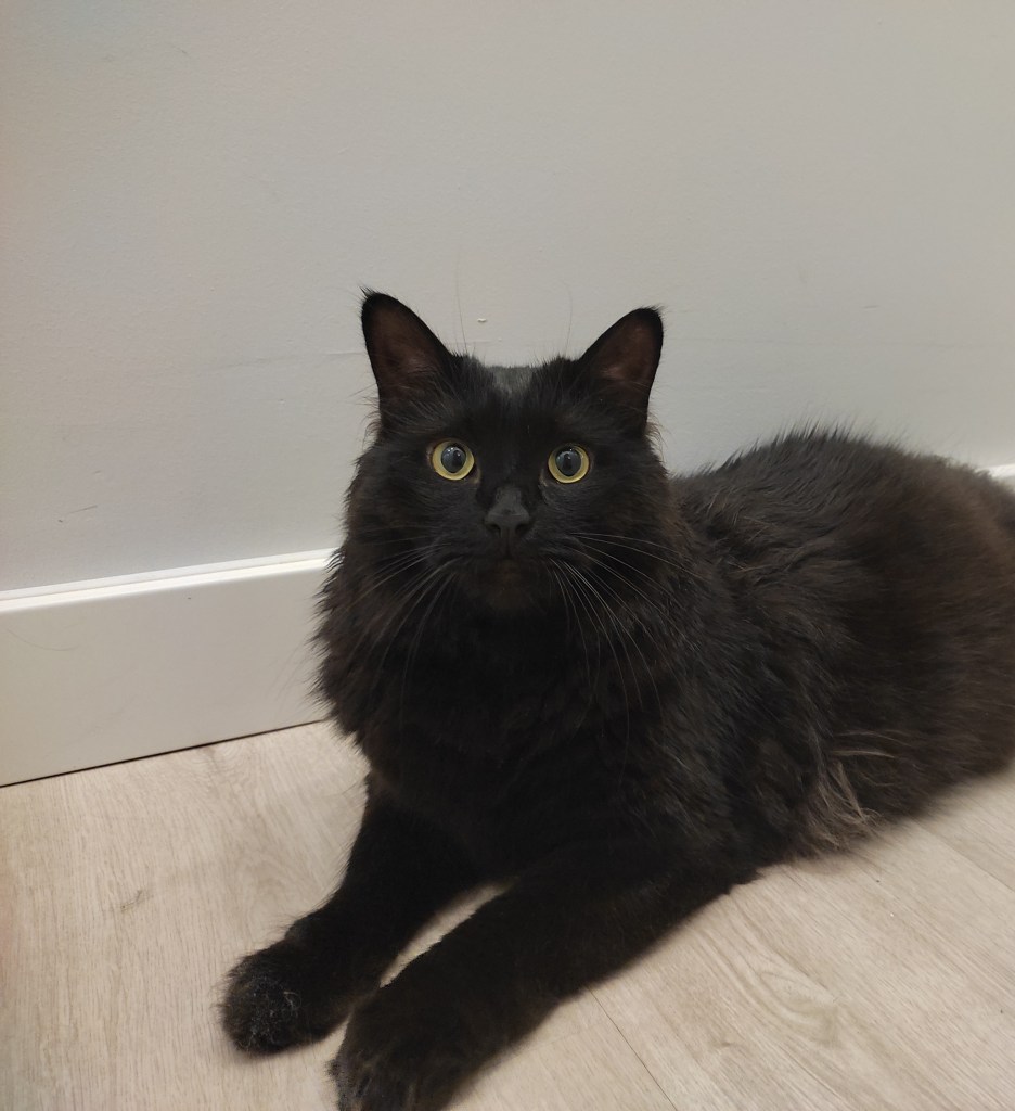 Snoop Catt, el gato de la familia