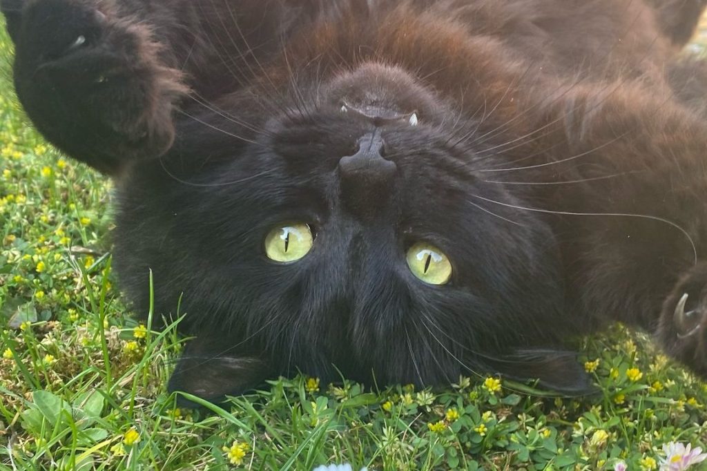 Viajar a Paraguay con una&nbsp;mascota